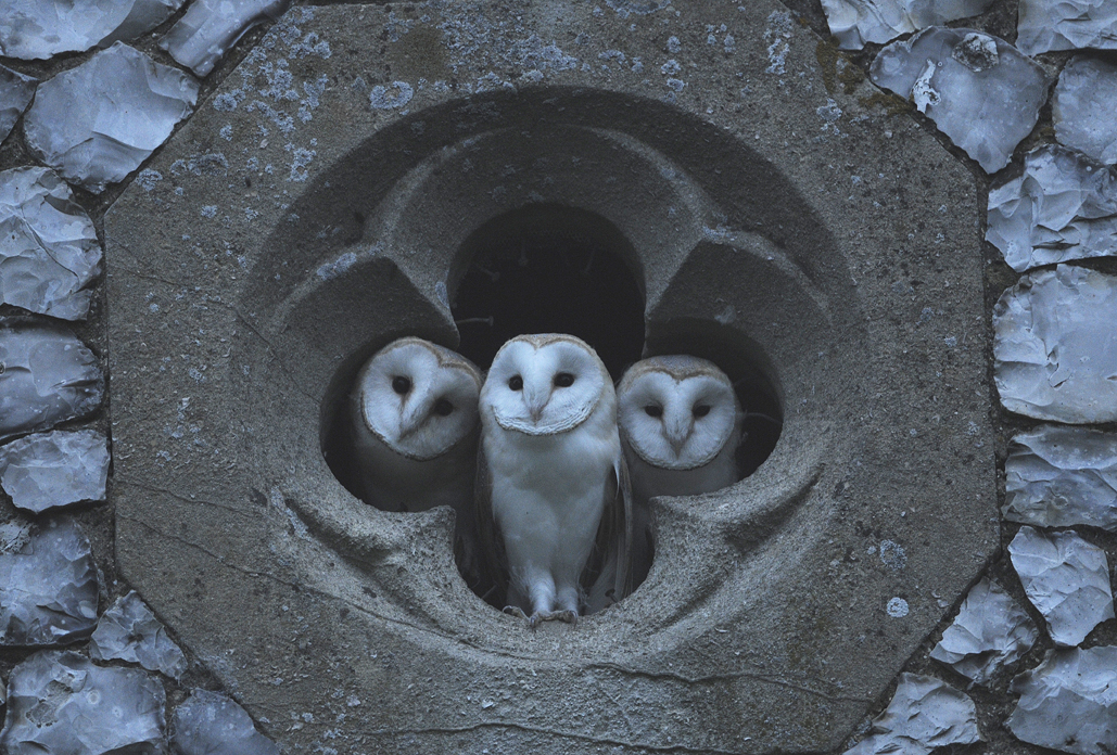Three Young Barn Owls