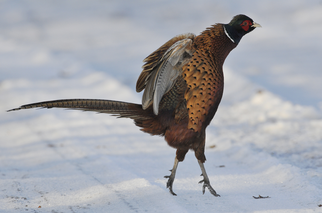 Pheasant at full stretch!