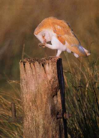 Barn Owl grooming