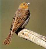 Male Cinereous Bunting