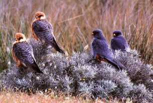 Migrating Red-footed Falcons at
        Kalloni Salt Pans