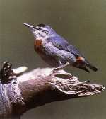 Kruper's Nuthatch