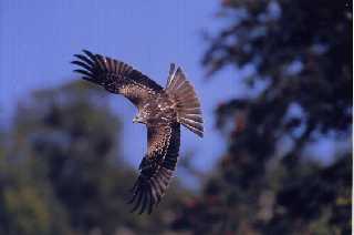 Juvenile Red Kite banking