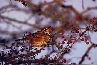 Redwing flicking berry